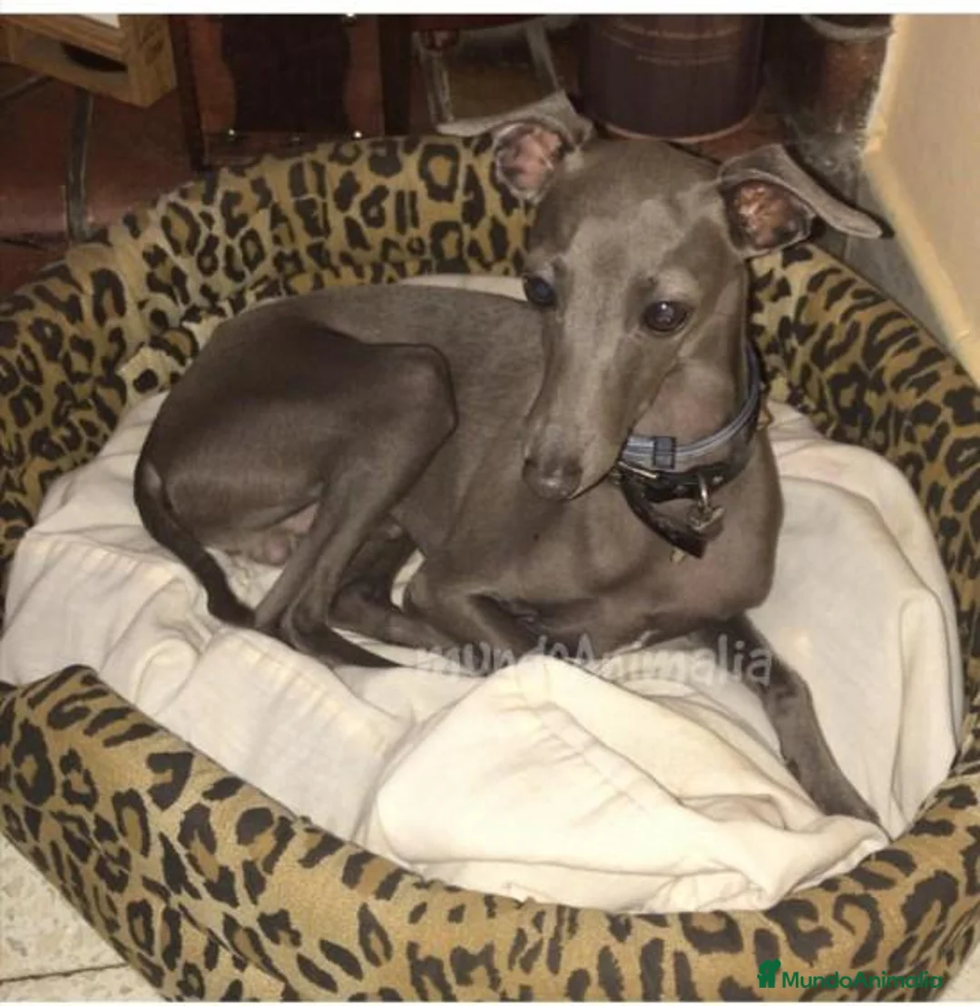 Imagen de galería {{count}}