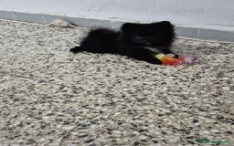 Pomerania perros en venta: Pomerania - Anuncio 2