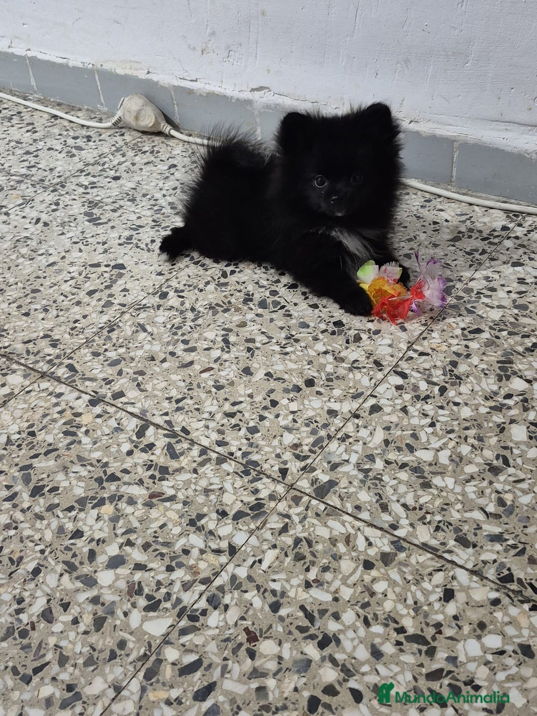 Pomerania perros en venta: Pomerania - Anuncio 2
