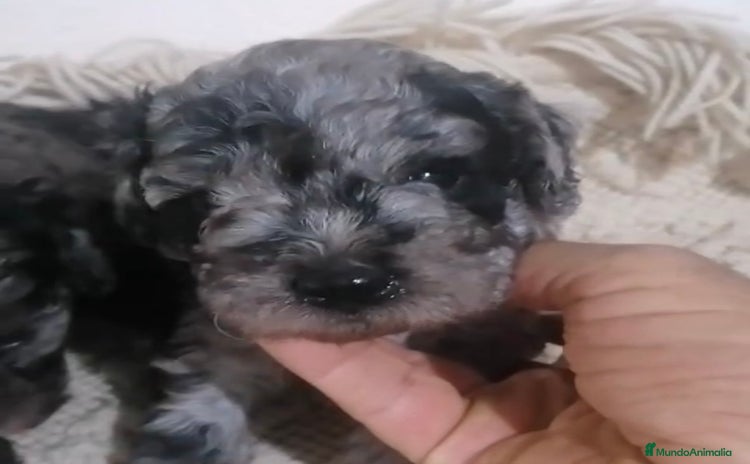 Caniche Toy perros - Propaganda 5