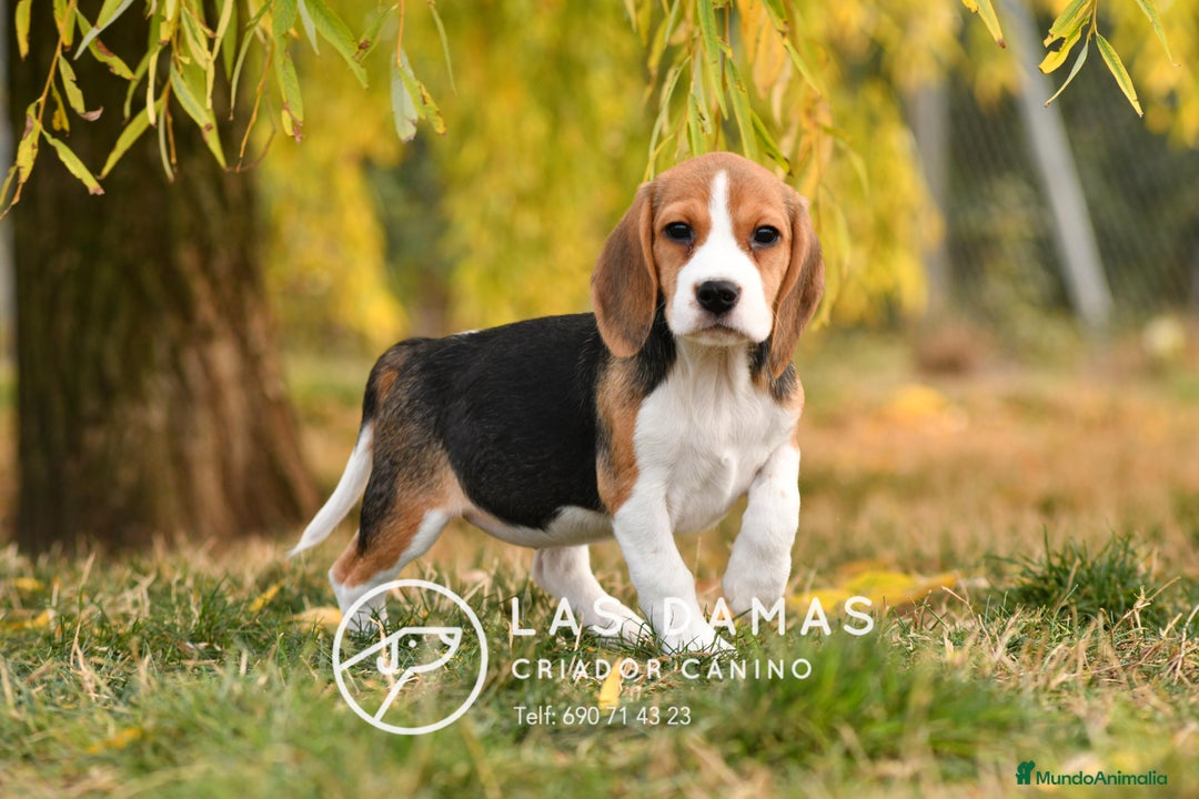 Beagle perros en venta: Beagle tricolor - Imagen 4