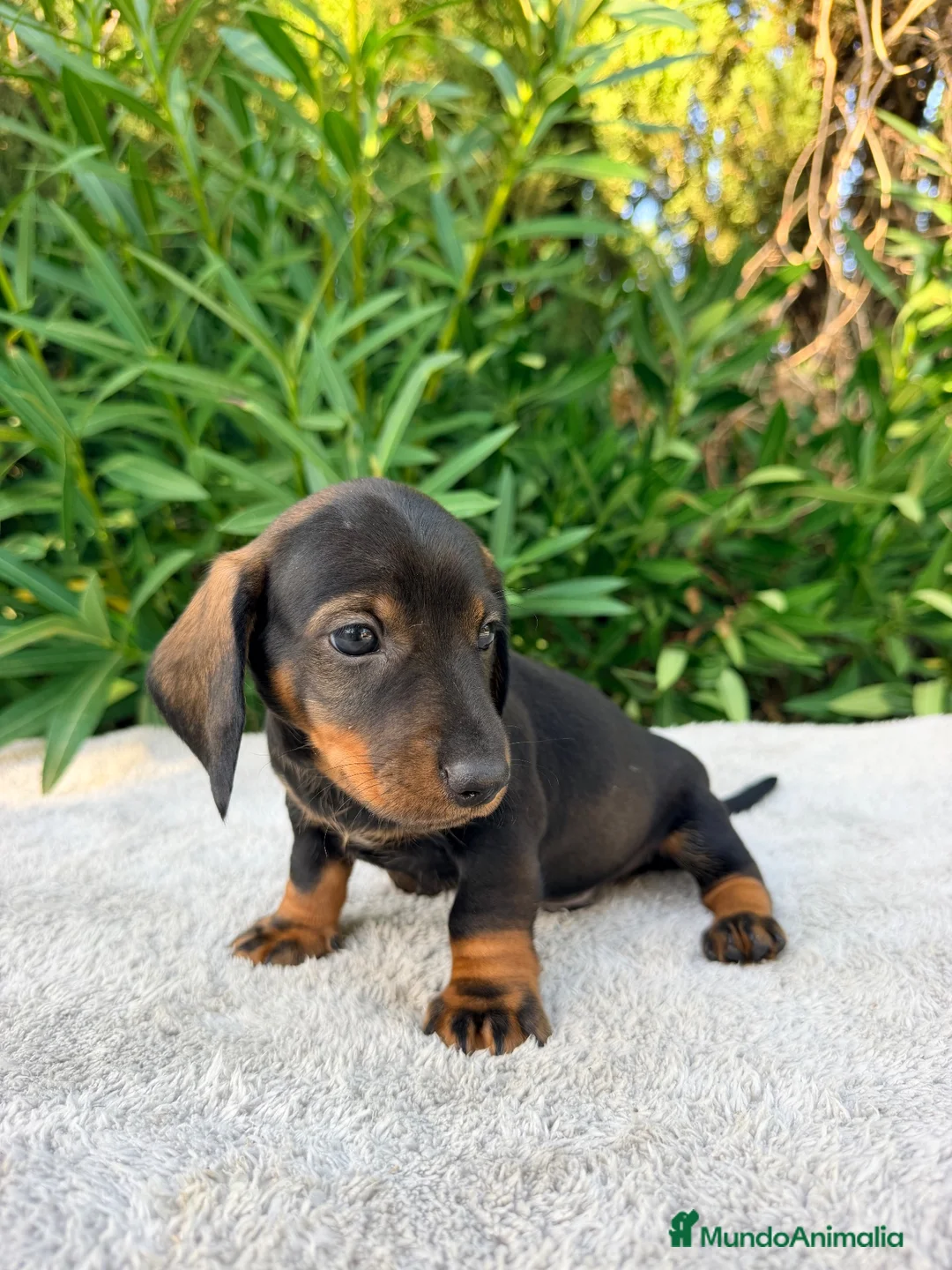 Teckel Miniatura perros en venta: TECKEL MINIATURA NEGRO FUEGO - Anuncio 2