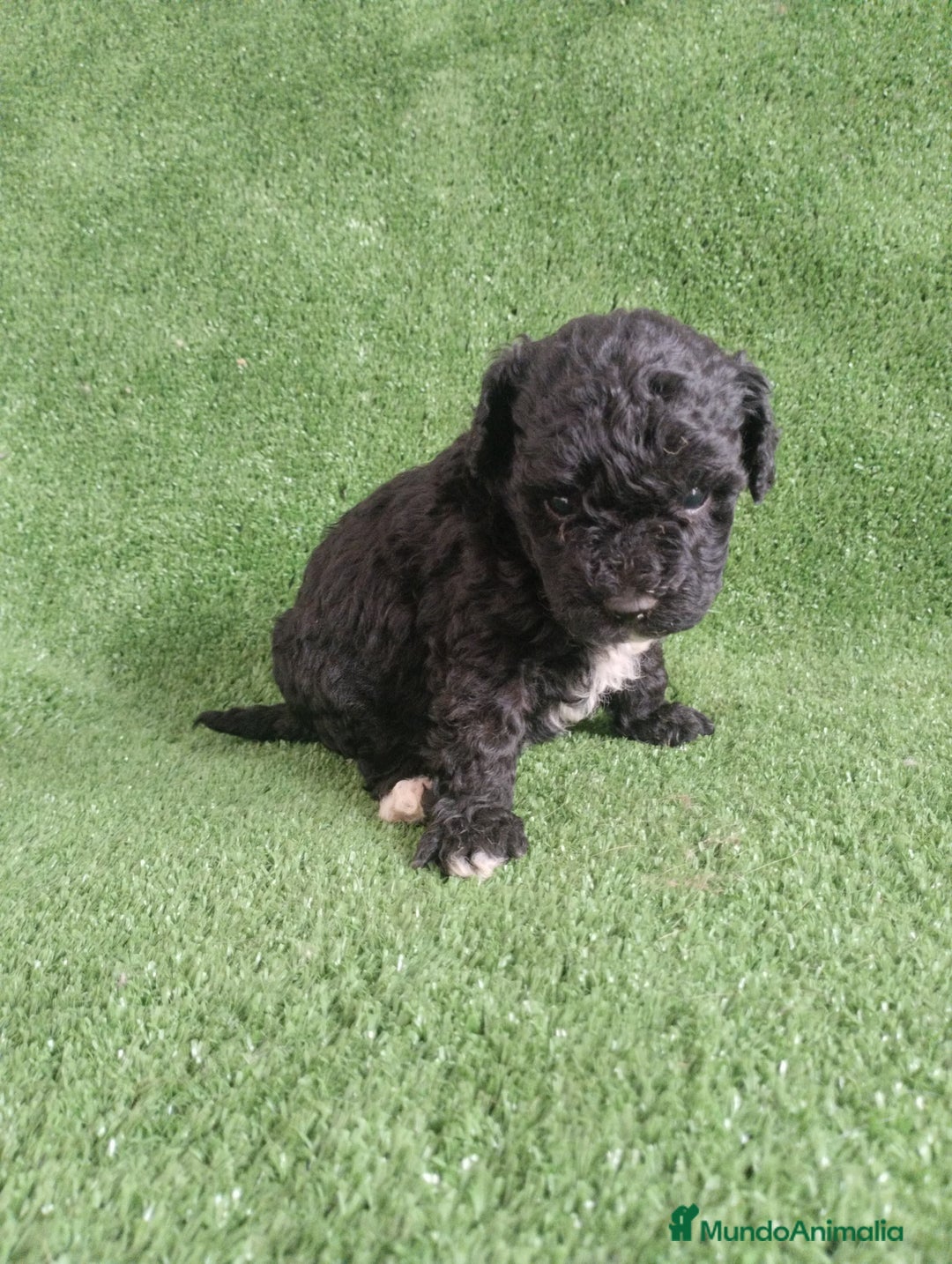 Caniche Toy perros en venta: Caniches toys particolor  - Imagen 1