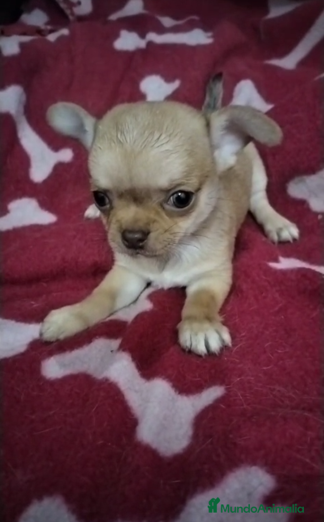 Chihuahua perros en venta: Machos de chihuahua cabeza manzana  - Imagen 6