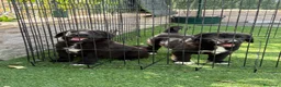 Pastor de Asia Central perros en venta: Cachorras de Alabai  - Anuncio 2