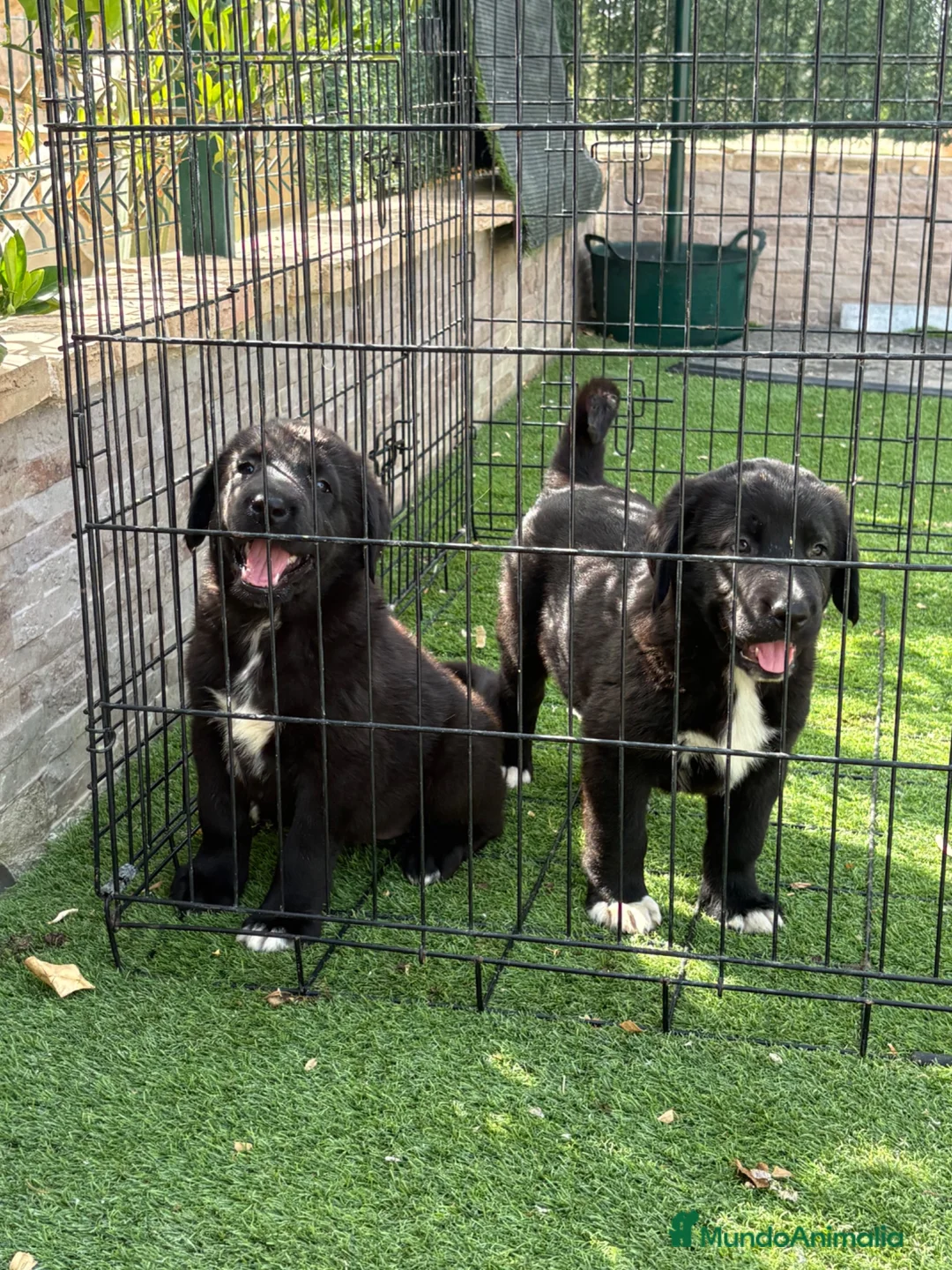 Pastor de Asia Central perros en venta: Cachorras de Alabai  - Anuncio 2
