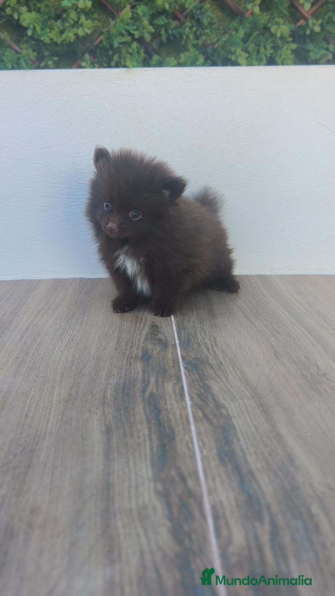 Pomerania perros Pomerania TOY macho y hembra chocolate  - Anuncio 1