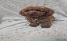 Caniche Toy perros en venta: Caniche Toy - Imagen 2