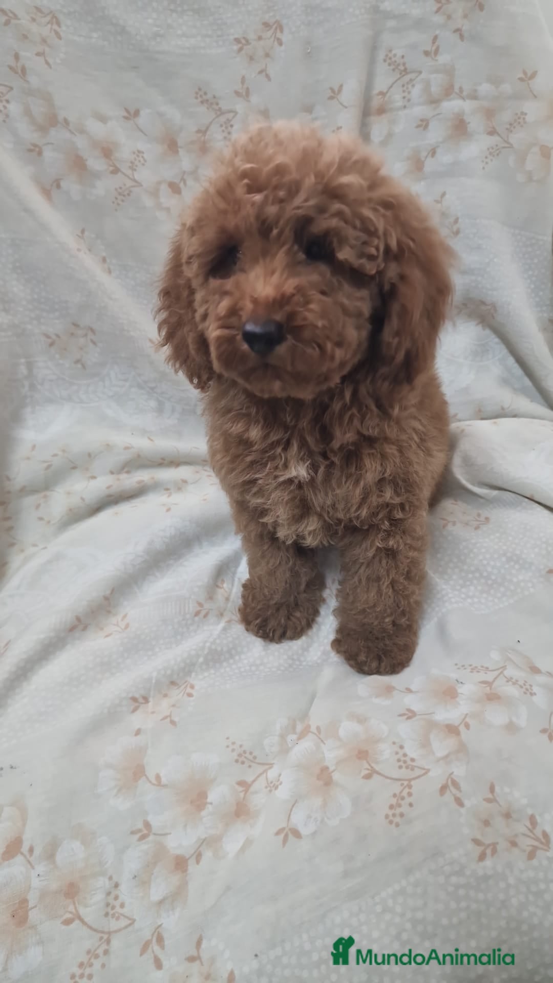 Caniche Toy perros en venta: Caniche Toy - Imagen 2