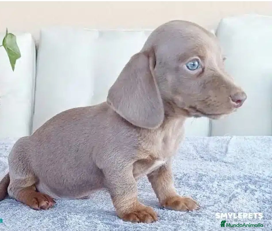 Teckel Miniatura perros Teckel  en Vizcaya - Anuncio 32