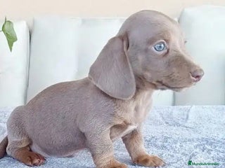 Teckel Miniatura perros Teckel en Vizcaya - Anuncio 5