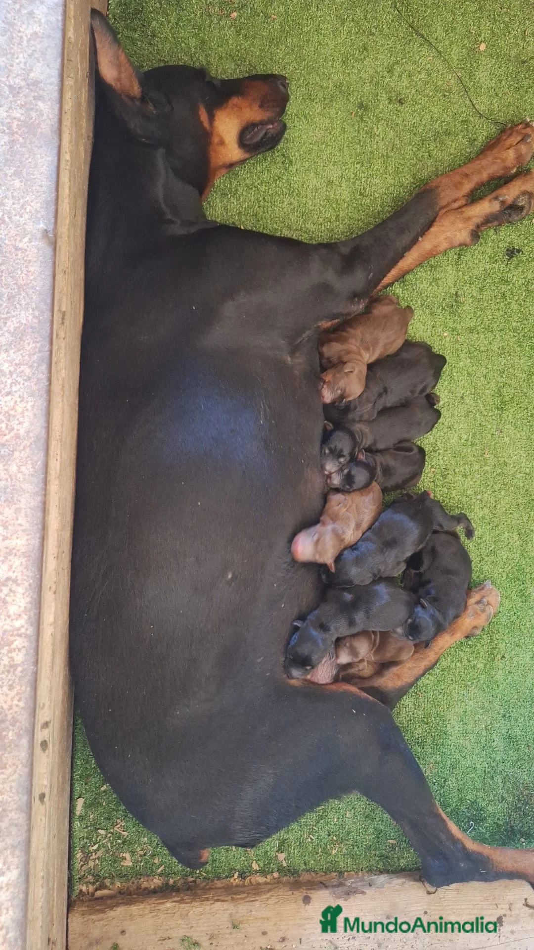 Dobermann perros en venta: Cachorros de Dóberman  - Anuncio 3