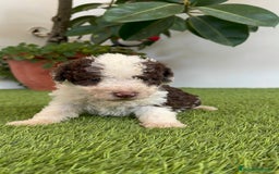 Perro de Agua Español perros en venta: PERRO DE AGUA ESPAÑOL MACHO - Imagen 5