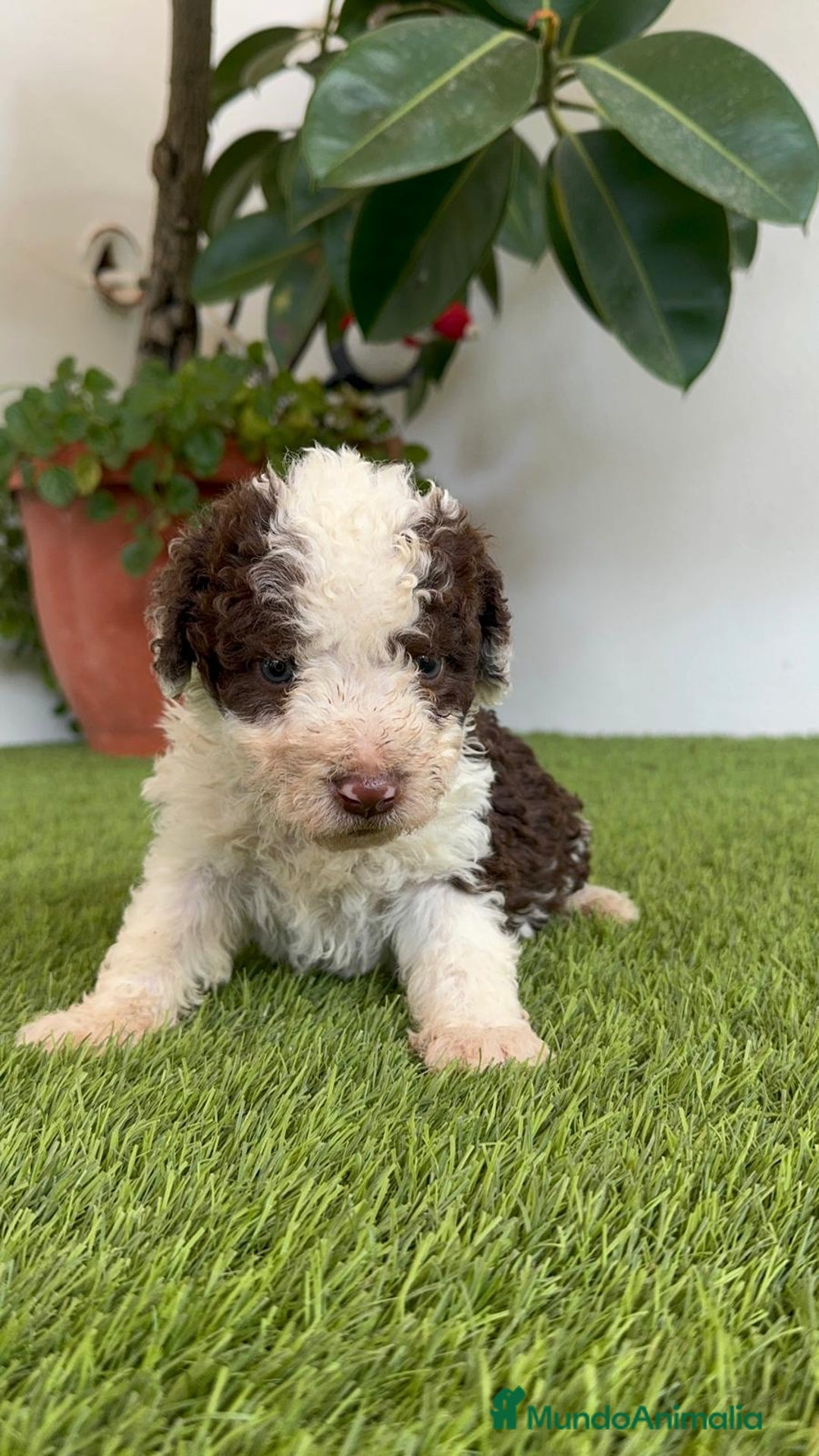 Perro de Agua Español perros en venta: PERRO DE AGUA ESPAÑOL MACHO - Imagen 5
