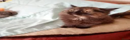 Persa gatos en venta: Disponible gatitos persa himalayo  - Anuncio 3