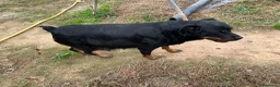 Rottweiler perros en venta: Cama de Rottweiler - Anuncio 7