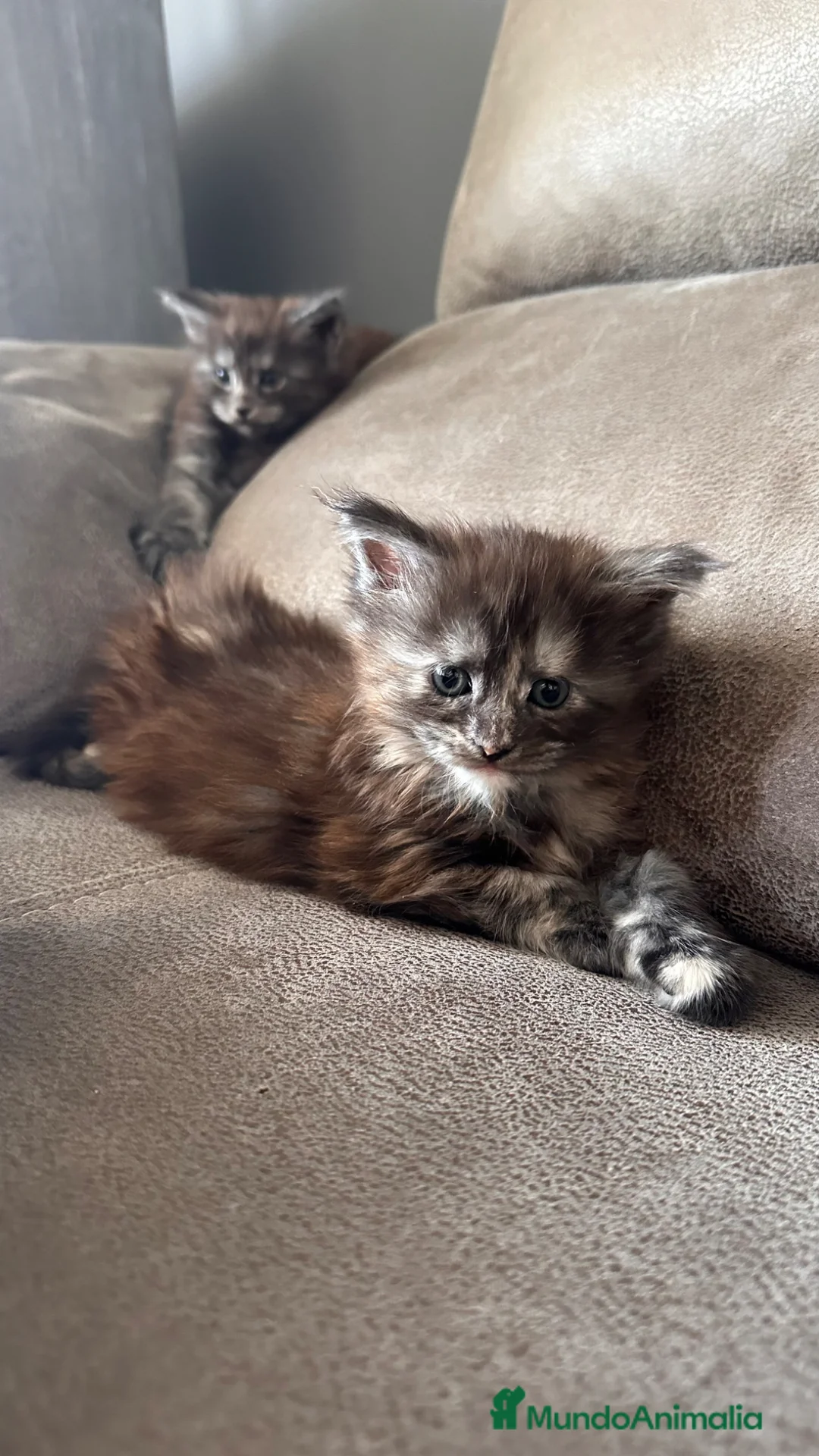 Maine Coon gatos en venta: Hembra Maine Coon  - Anuncio 5