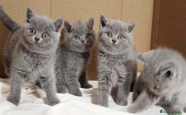 Británico de Pelo Corto gatos British Shorthair  - Anuncio 3