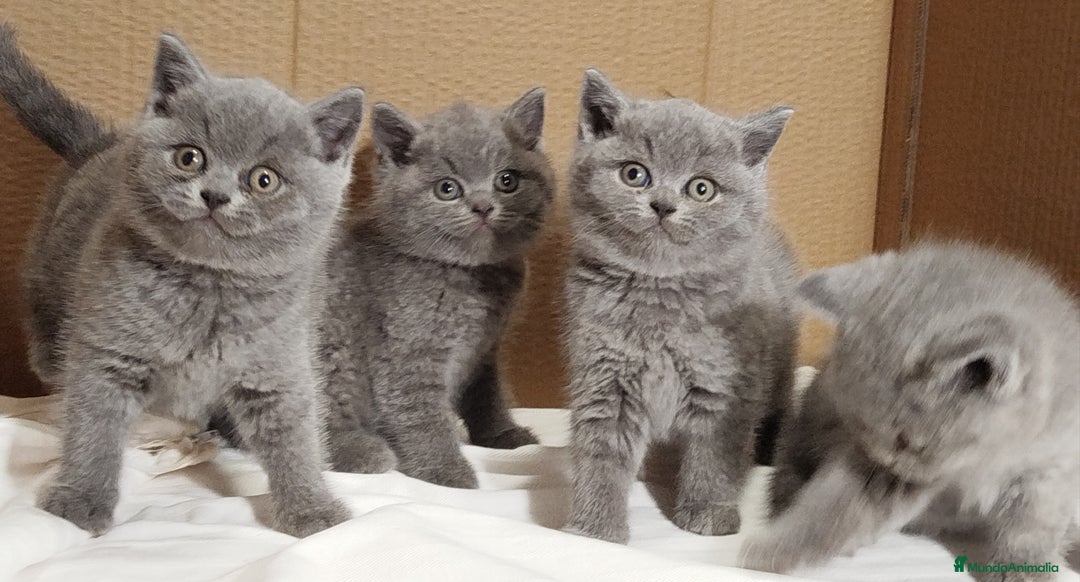 Británico de Pelo Corto gatos en venta: British Shorthair  - Anuncio 1