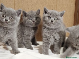 Británico de Pelo Corto gatos British Shorthair - Anuncio 3