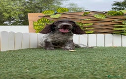 Cocker Spaniel Inglés perros en venta: COCKER RUANO - Imagen 2
