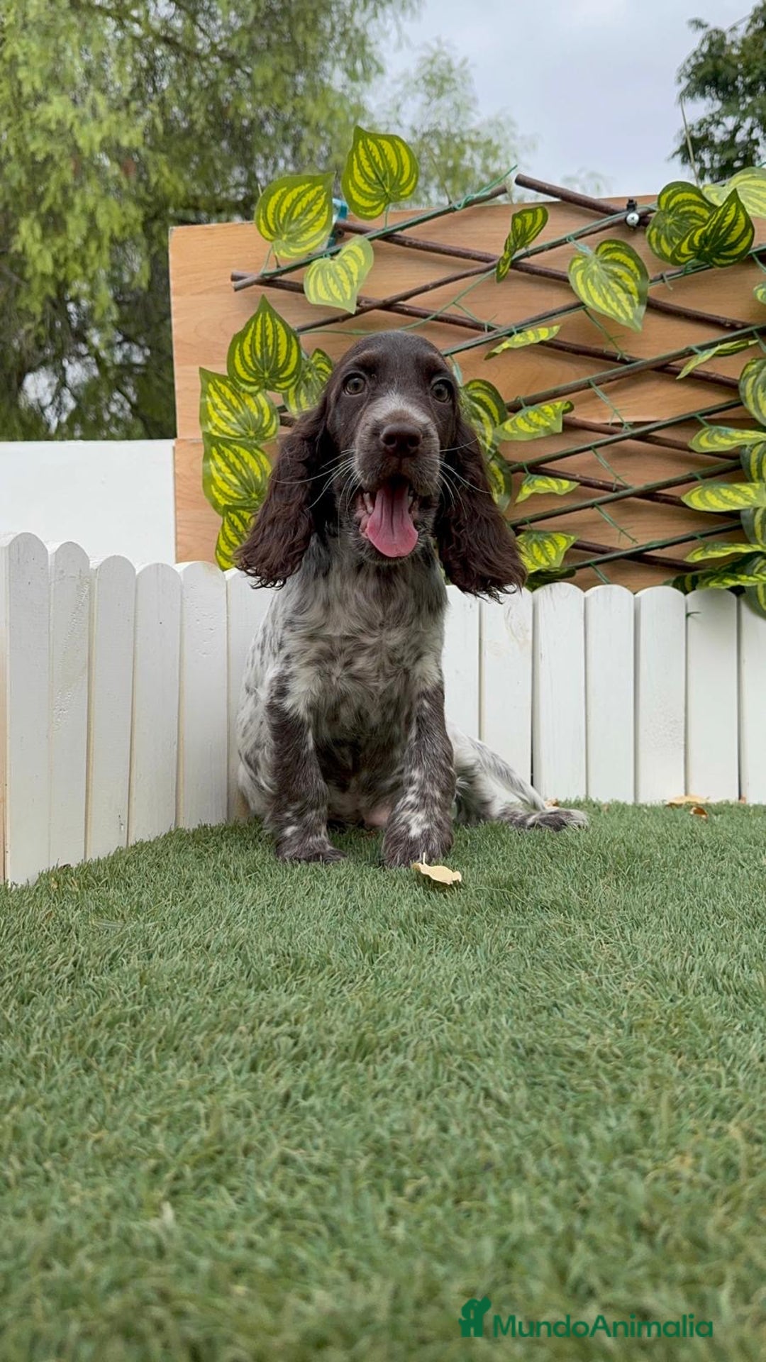 Cocker Spaniel Inglés perros en venta: COCKER RUANO - Imagen 2