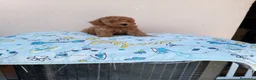 Caniche Toy perros en venta: Caniche toy asiatico - Anuncio 3
