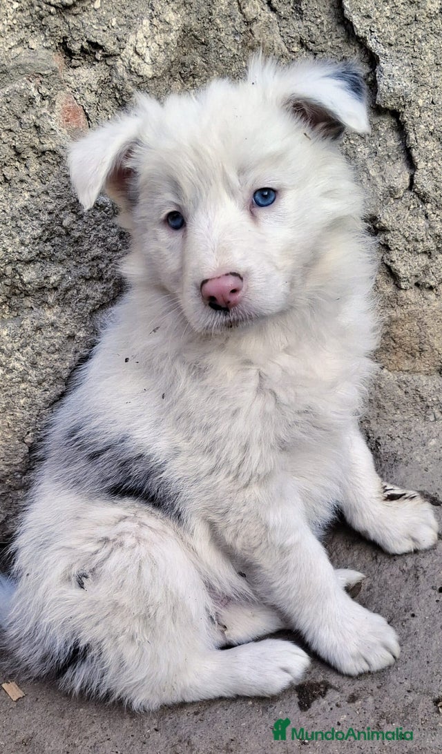 Boder collie Madrid en venta en Navalcarnero | MundoAnimalia