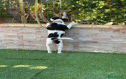 Fox Terrier de Pelo Liso perros en venta: Disponible hembra fox pelo liso . - Imagen 2