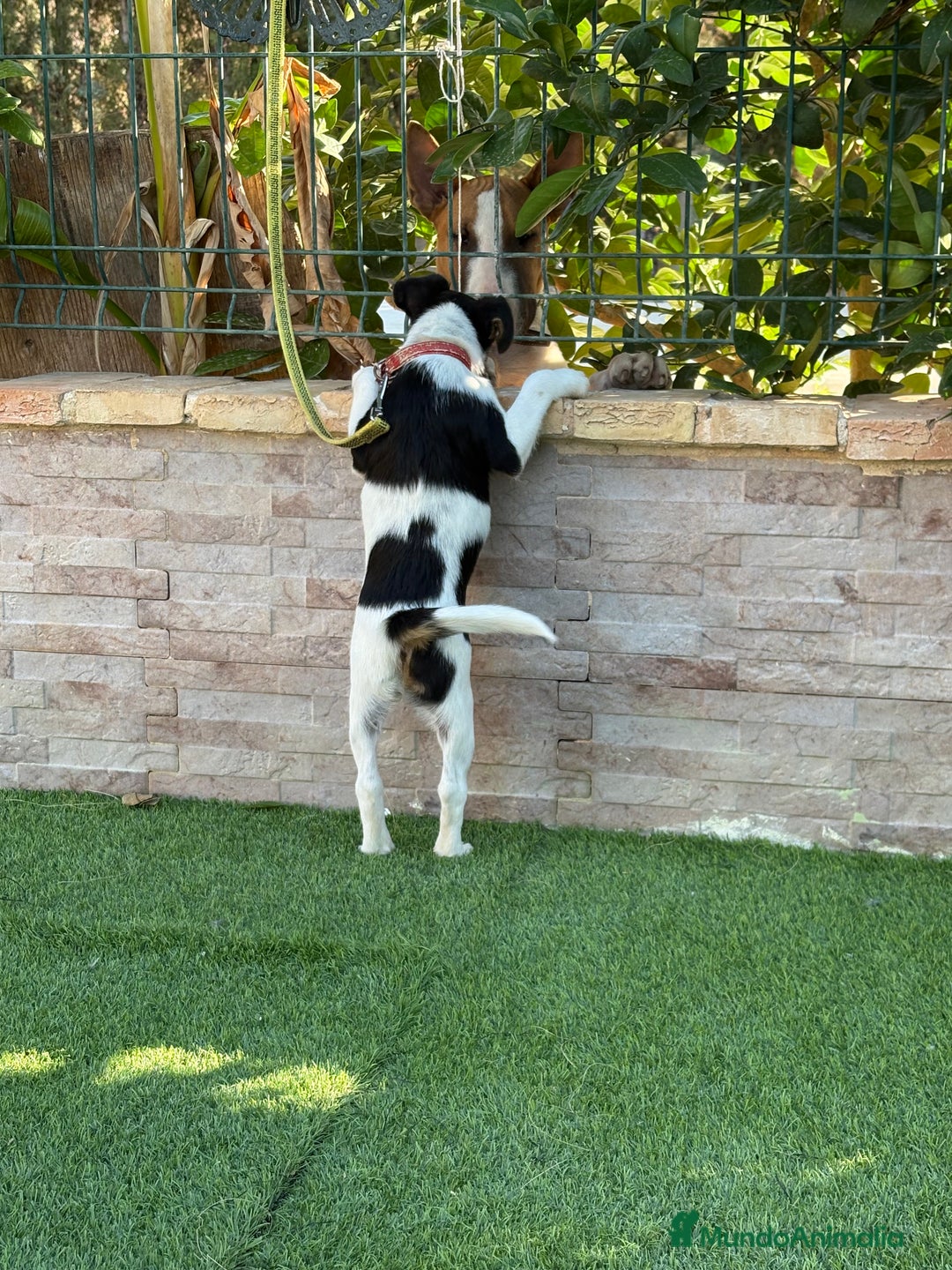 Fox Terrier de Pelo Liso perros en venta: Disponible hembra fox pelo liso . - Imagen 2