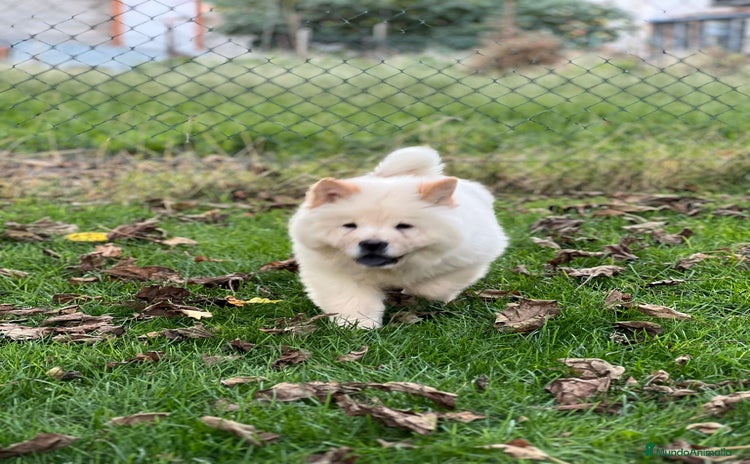 Chow Chow perros - Anuncio 1