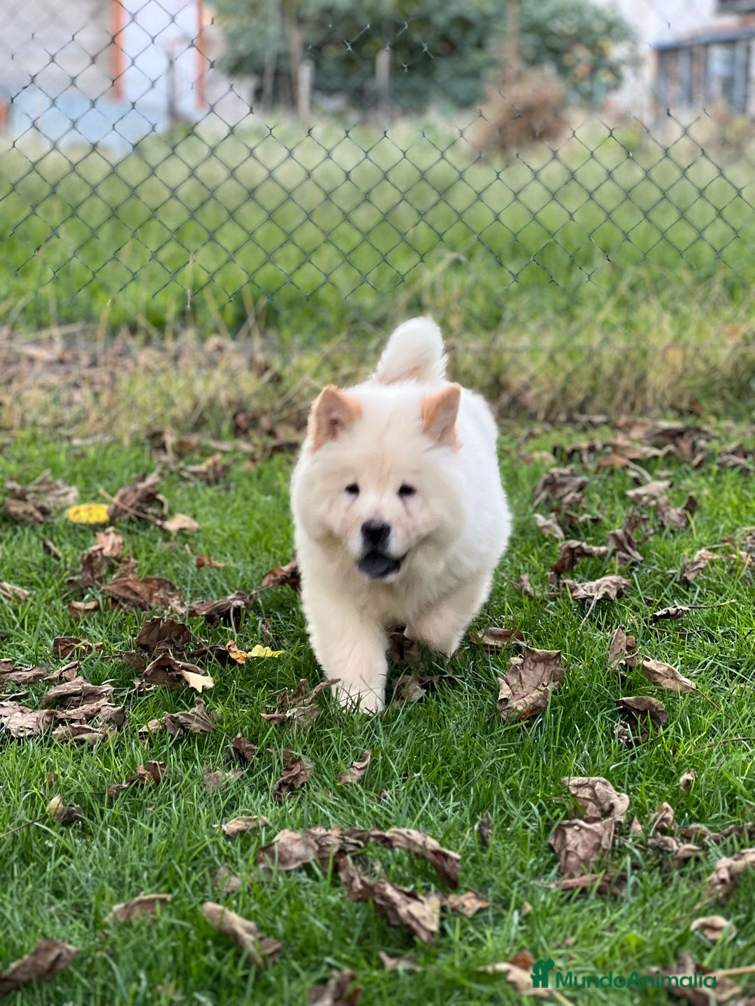 Chow Chow perros en venta: Chow chow - Imagen 1