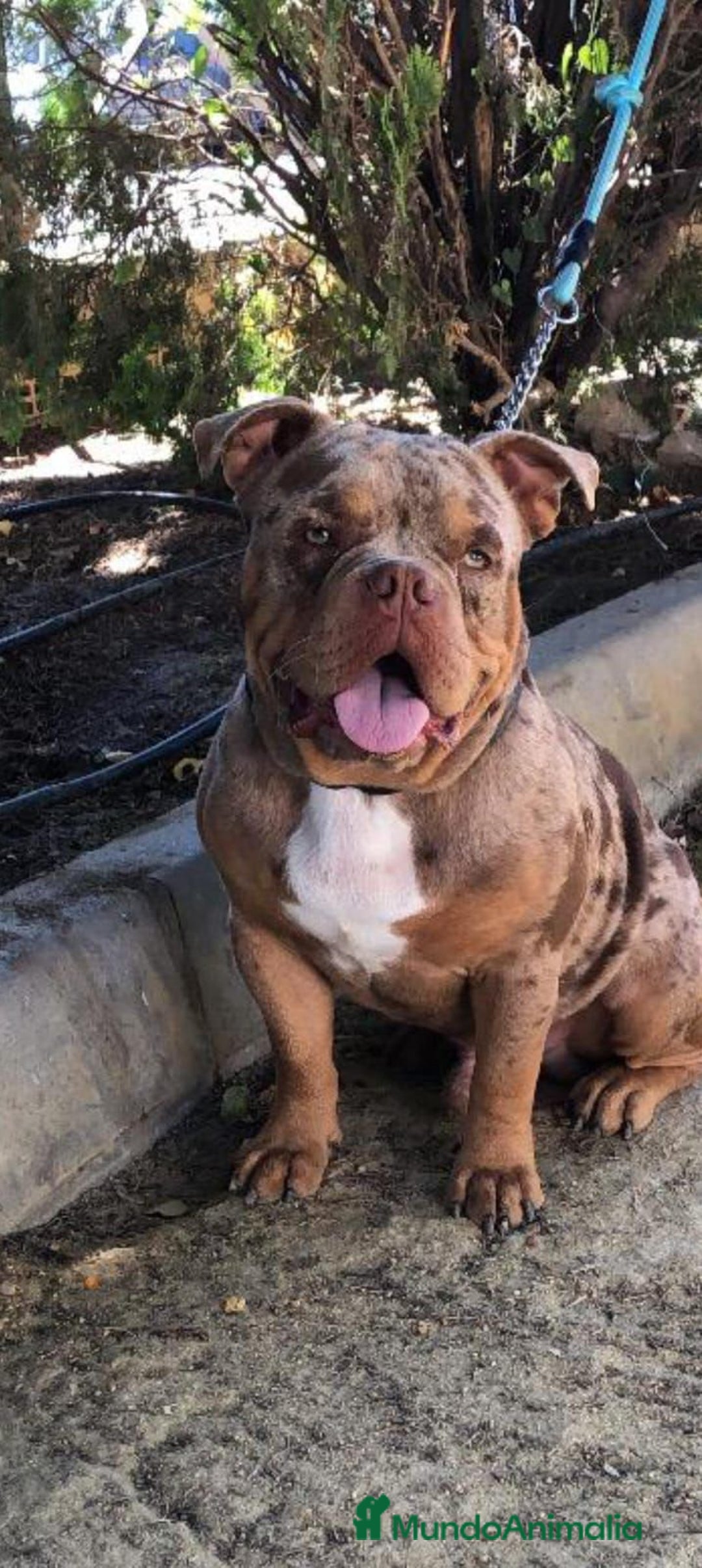 American Bully perros en venta: American bully pocket  - Anuncio 3