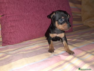 Pinscher Miniatura perros Pinscher miniatura en Badajoz - Anuncio 32