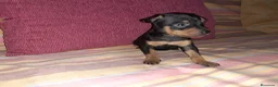 Pinscher Miniatura perros en venta: Pinscher miniatura en Badajoz - Anuncio 1