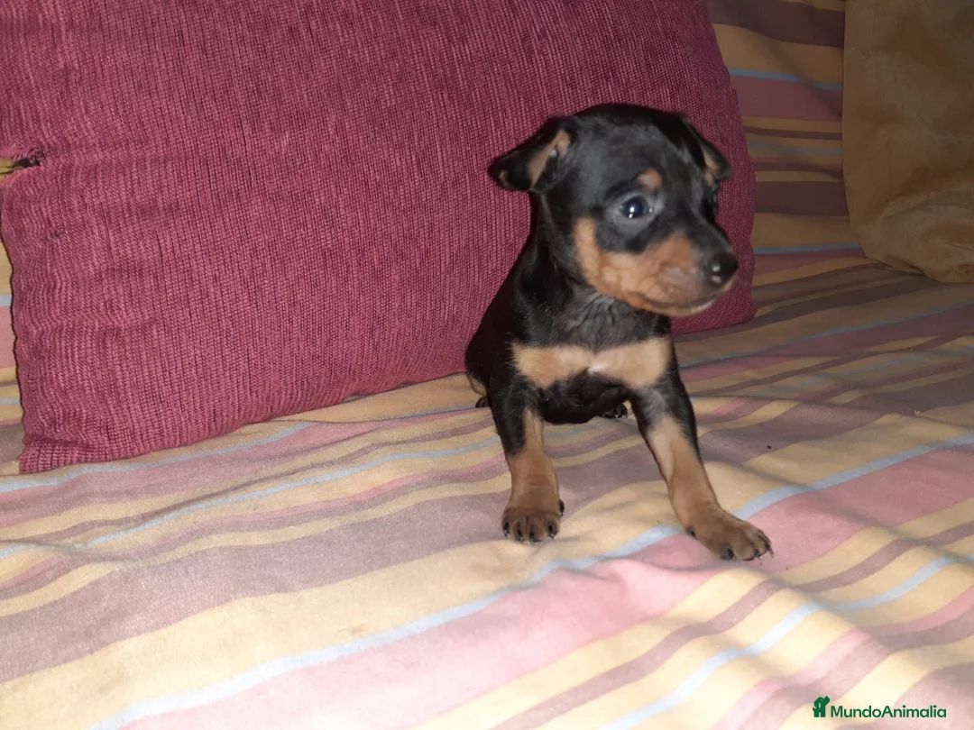 Pinscher Miniatura perros en venta: Pinscher miniatura en Badajoz - Anuncio 1