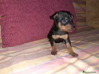 Pinscher Miniatura perros Pinscher miniatura en Badajoz - Anuncio 35