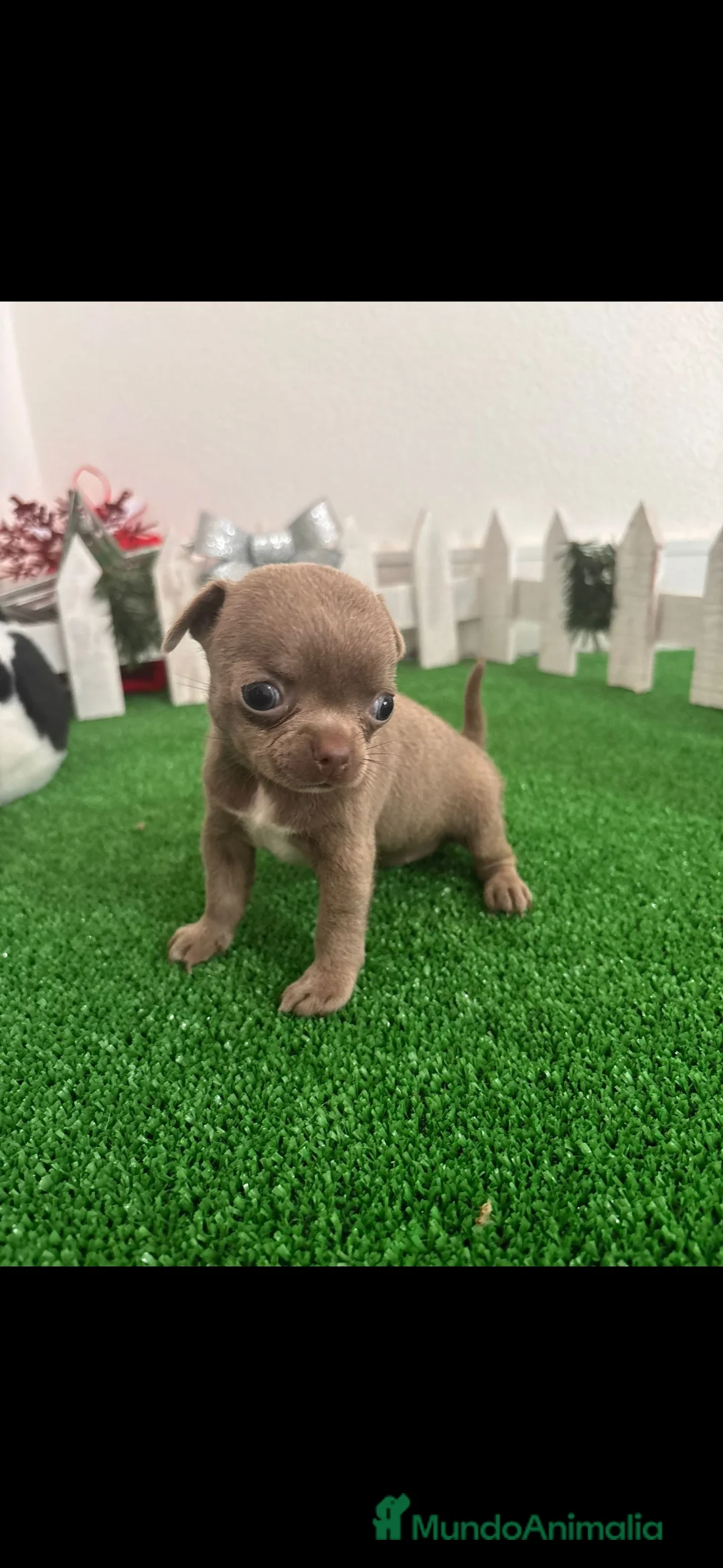 Chihuahua perros en venta: Chihuahua lilac - Anuncio 1