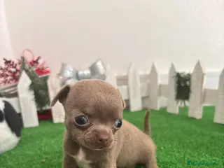 Chihuahua perros Chihuahua lilac - Anuncio 1