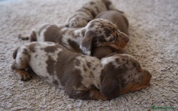 Teckel Miniatura perros en venta: 🐾 FRISCO, CALYPSO, SUNNY, TECKEL MINIATURA 🐾 - Imagen 3