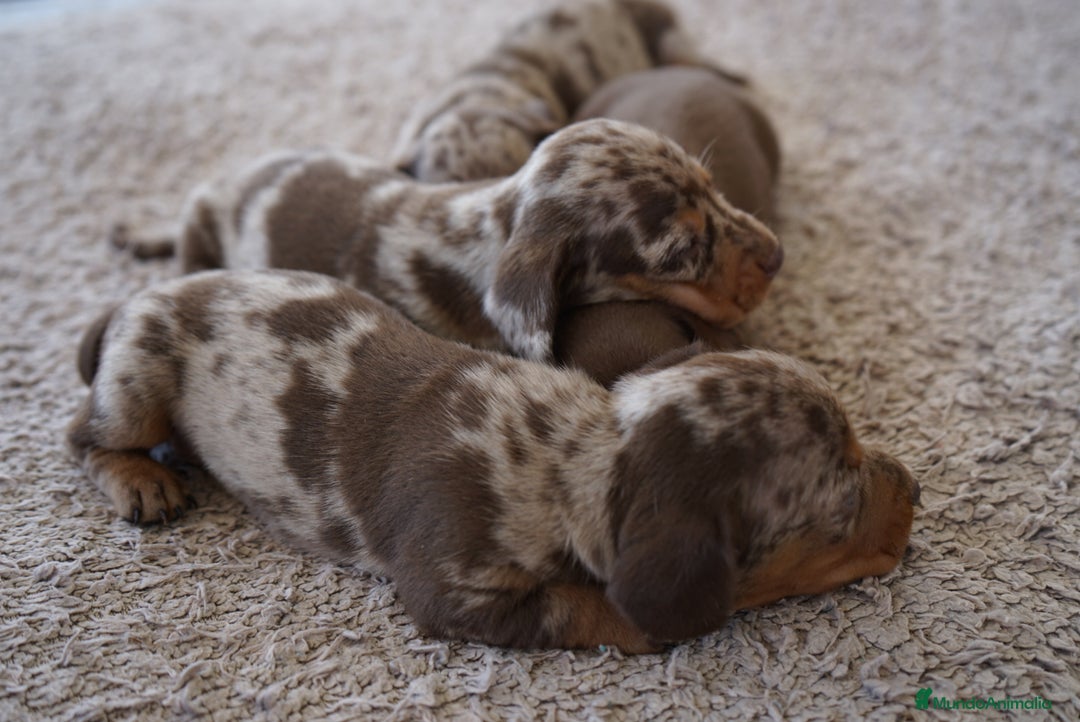Teckel Miniatura perros en venta: 🐾 FRISCO, CALYPSO, SUNNY, TECKEL MINIATURA 🐾 - Imagen 3