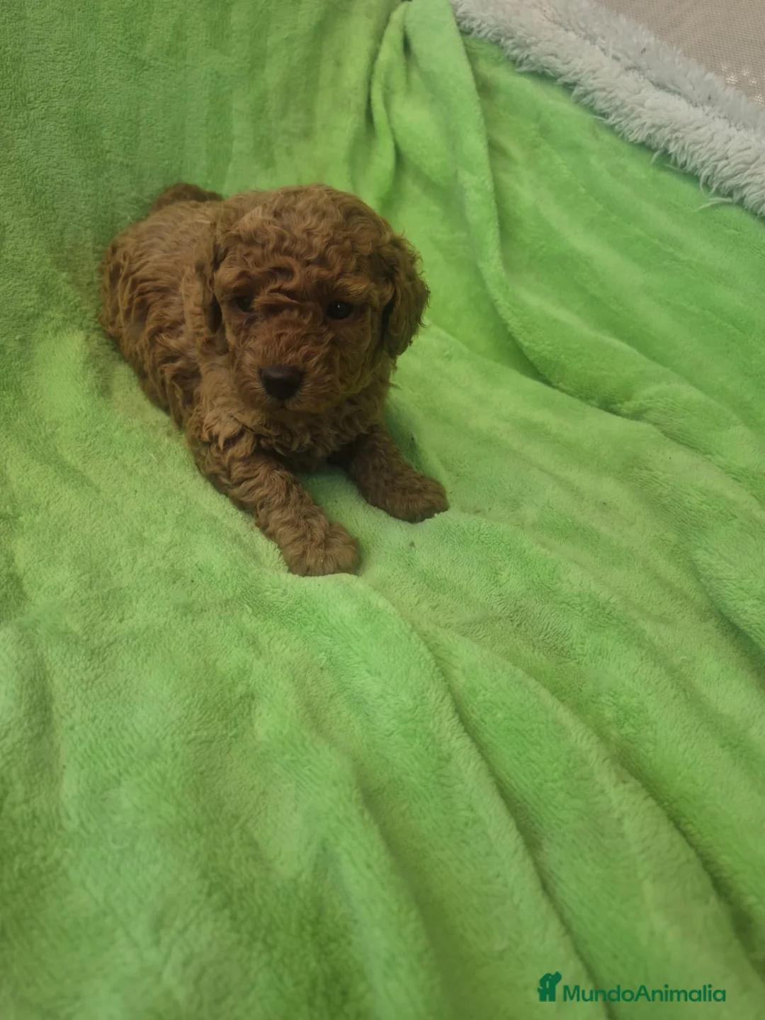 Caniche Toy perros en venta: Hembra caniche roja🔥🔥🐶 - Anuncio 2
