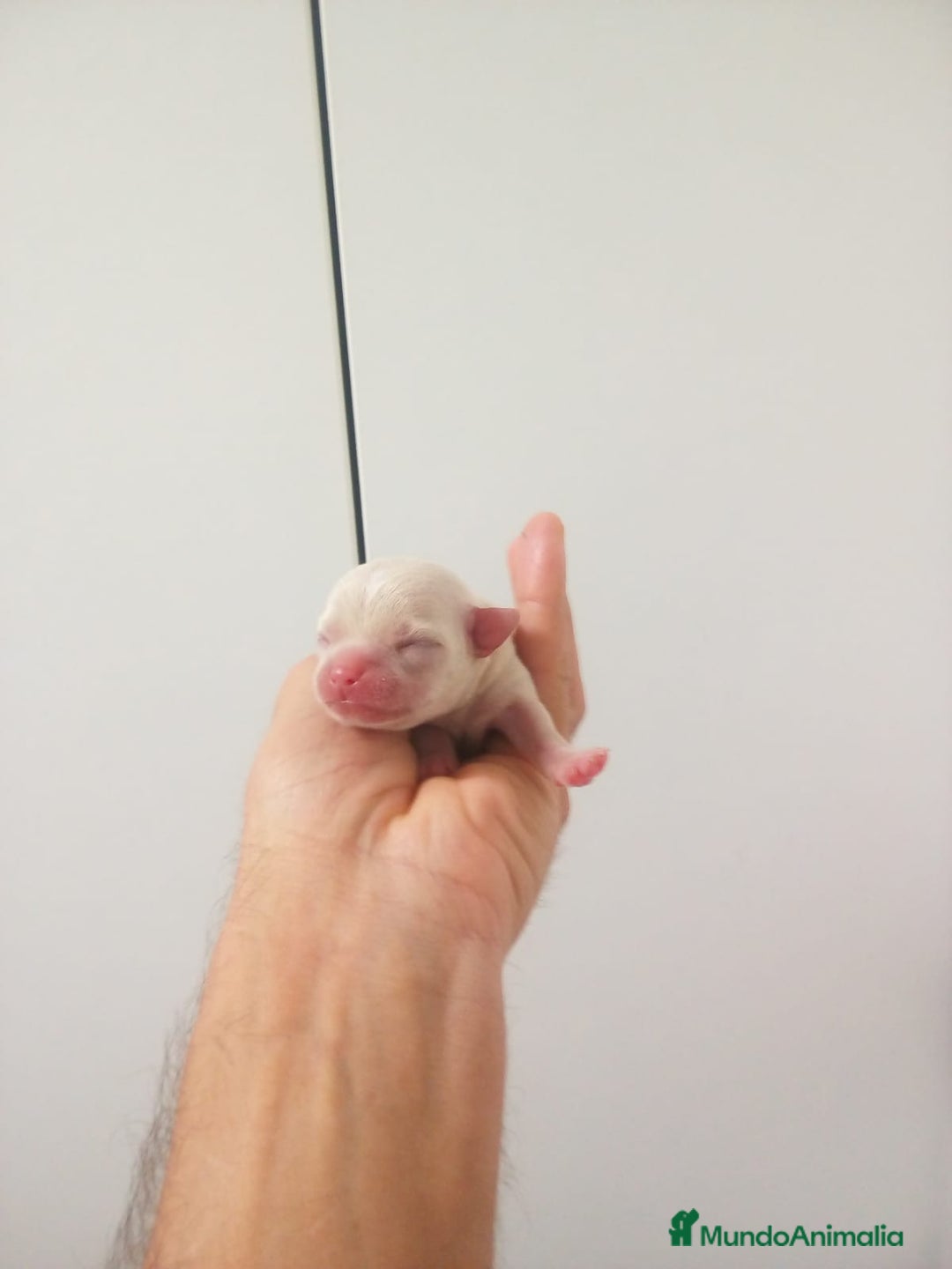 Chihuahua perros en venta: Camada de chihuahuas toy, cabeza manzana - Anuncio 6