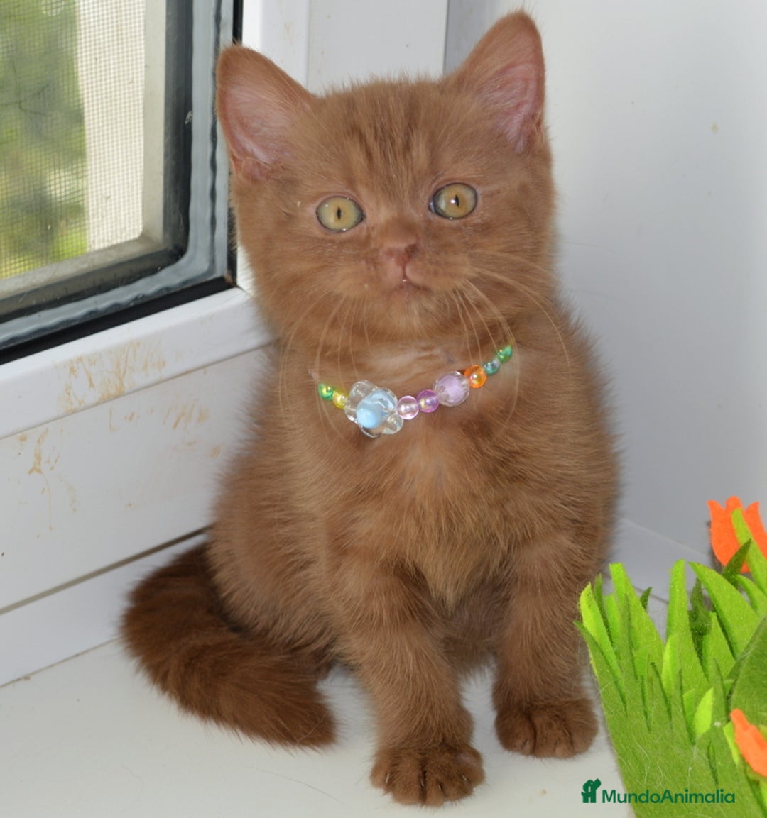 Británico de Pelo Largo gatos en venta: gatitos britanicos pelo largo - Anuncio 1