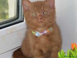 Británico de Pelo Largo gatos gatitos britanicos pelo largo - Anuncio 3