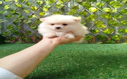 Pomerania perros en venta: Pomerania toy  - Anuncio 3