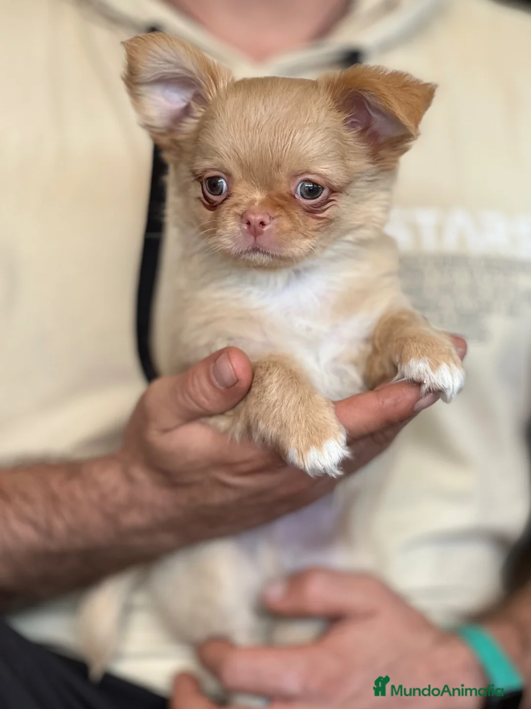 Chihuahua perros en venta: CHIHUAHUA PELO LARGO COLOR GOLD - Anuncio 2