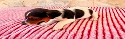 Jack Russell Terrier perros en venta: Jack Russell terrier  - Anuncio 5