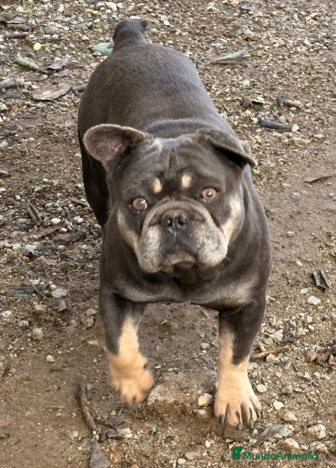 Bulldog Francés perros en adopcion: Bulldog francés en adopción  - Anuncio 2