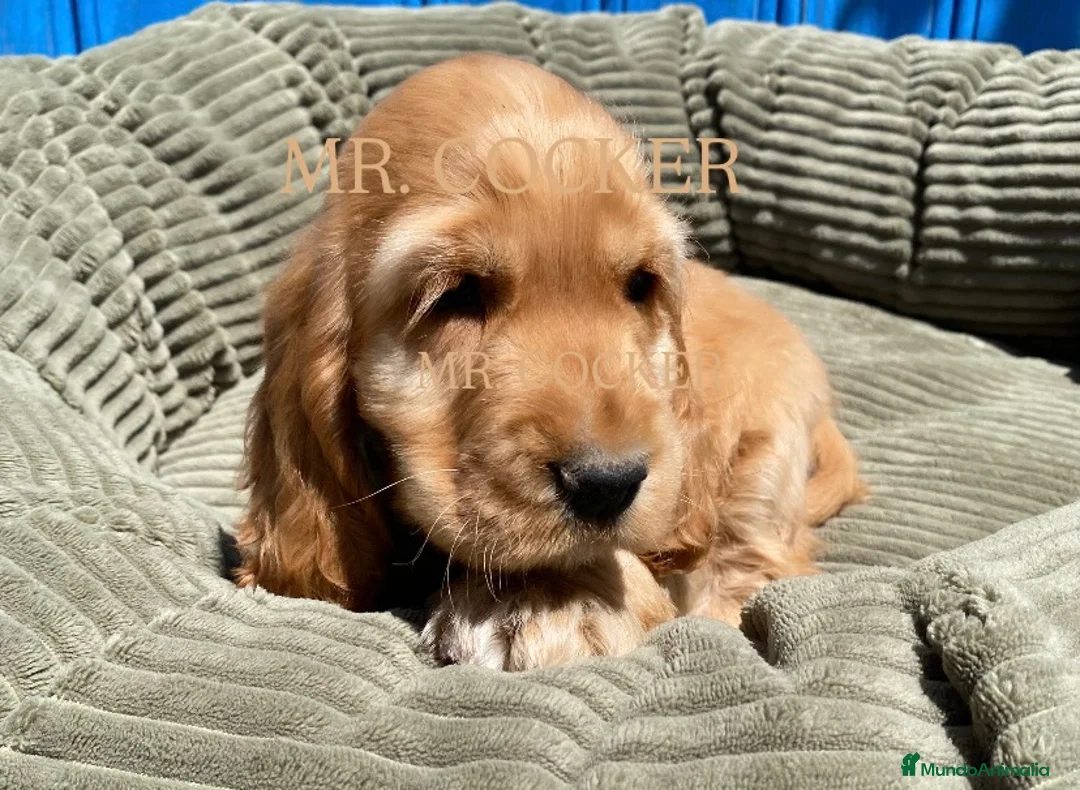 Cocker Spaniel Inglés perros en venta: CACHORRO COCKER SPANIEL INGLÉS  - Anuncio 2